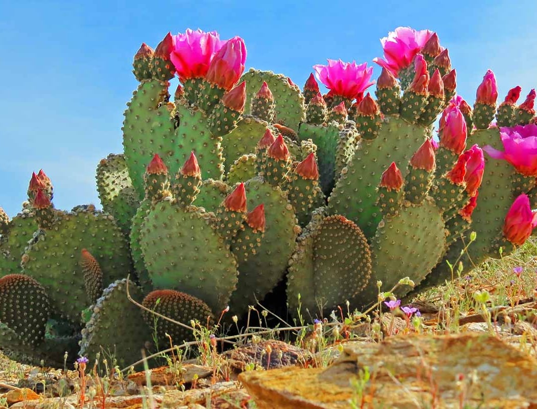 Prickly Pear Festival 3